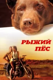 Рыжий пес / Red Dog