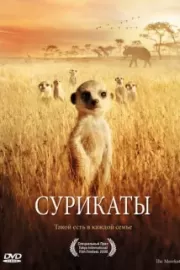 Сурикаты / The Meerkats