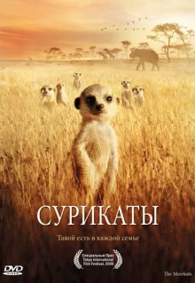 Сурикаты / The Meerkats